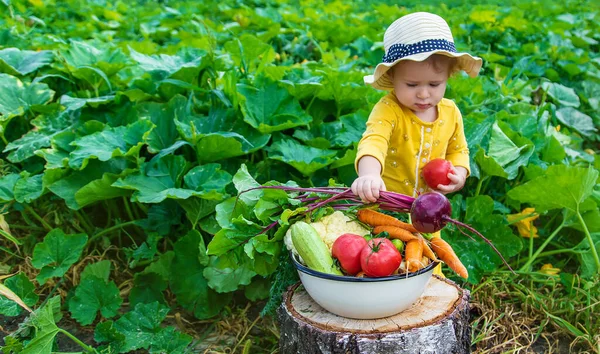 Dítě Zeleninové Zahradě Selektivní Zaměření Kluk — Stock fotografie
