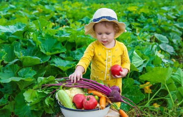 Child Vegetable Garden Selective Focus Kid — Stockfoto