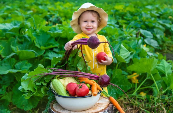 Child Vegetable Garden Selective Focus Kid — стоковое фото