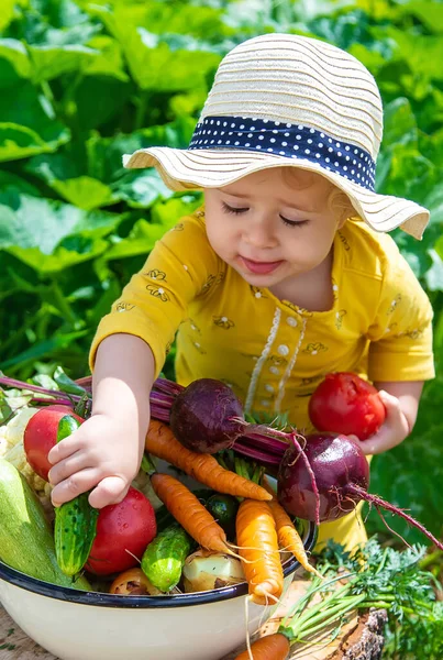Child Vegetable Garden Selective Focus Kid — Stock Photo, Image
