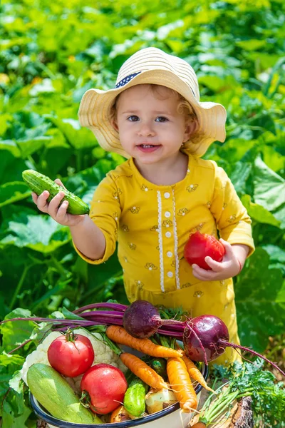 Child Vegetable Garden Selective Focus Kid — Stok Foto