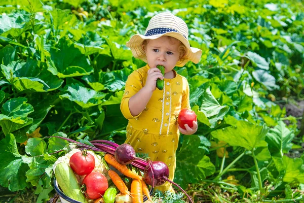 Child Vegetable Garden Selective Focus Kid — Stok Foto