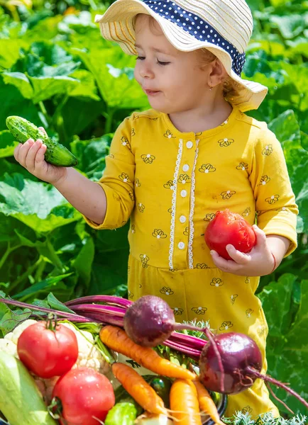 Dítě Zeleninové Zahradě Selektivní Zaměření Kluk — Stock fotografie