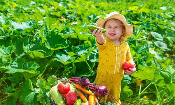 Child Vegetable Garden Selective Focus Kid — Foto de Stock