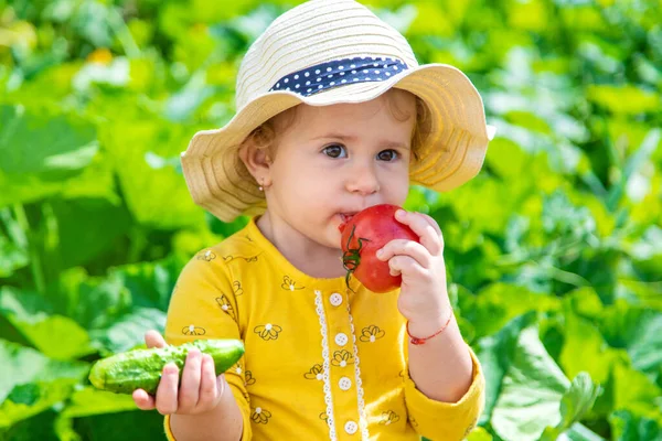 Child Vegetable Garden Selective Focus Kid — стоковое фото