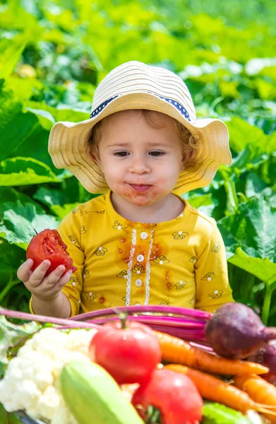 Child Vegetable Garden Selective Focus Kid — Foto Stock