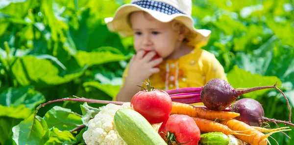 Child Vegetable Garden Selective Focus Kid — Foto de Stock