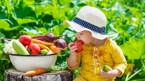 Child Vegetable Garden Selective Focus Kid — Stok fotoğraf