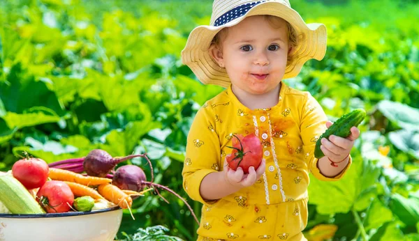 Child Vegetable Garden Selective Focus Kid — Stock Fotó