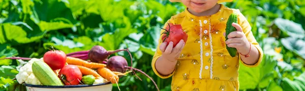 Child Vegetable Garden Selective Focus Kid — Stock Photo, Image