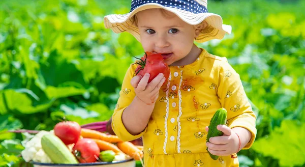 Child Vegetable Garden Selective Focus Kid — Stok fotoğraf