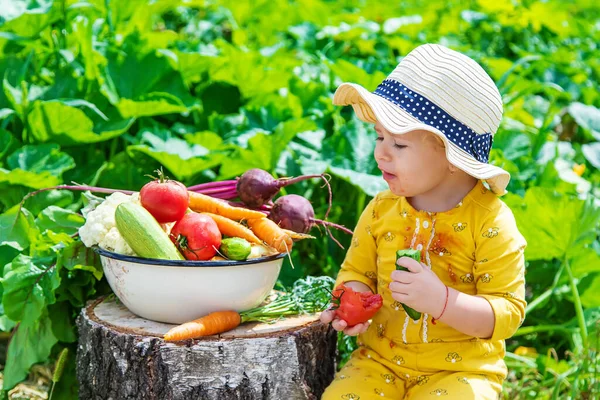 Child Vegetable Garden Selective Focus Kid — 스톡 사진