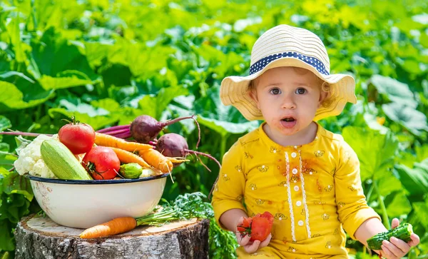 Sebze bahçesindeki çocuk. Seçici odaklanma. Çocuk.