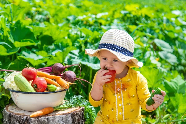 Child Vegetable Garden Selective Focus Kid — Foto Stock
