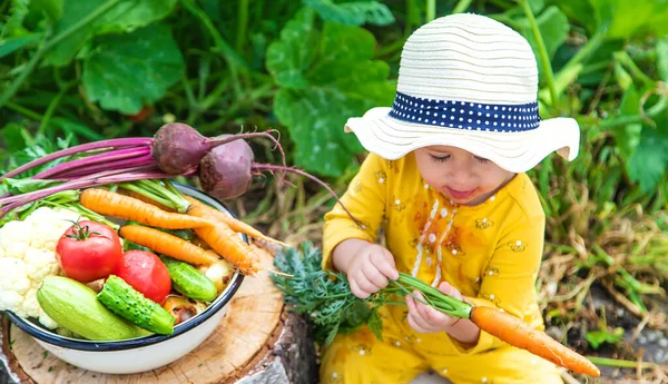 Child Vegetable Garden Selective Focus Kid — Stok fotoğraf