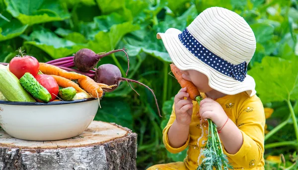 Child Vegetable Garden Selective Focus Kid — стоковое фото