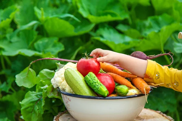 Child Vegetable Garden Selective Focus Kid — Foto de Stock