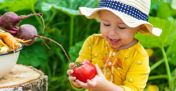 Child Vegetable Garden Selective Focus Kid — стоковое фото
