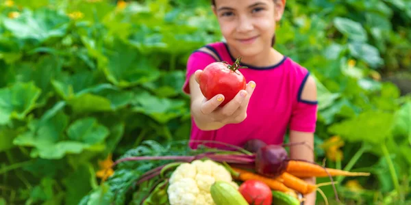 Child Vegetable Garden Selective Focus Kid — Stockfoto