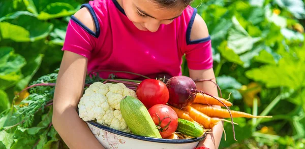 Child Vegetable Garden Selective Focus Kid — Stok Foto