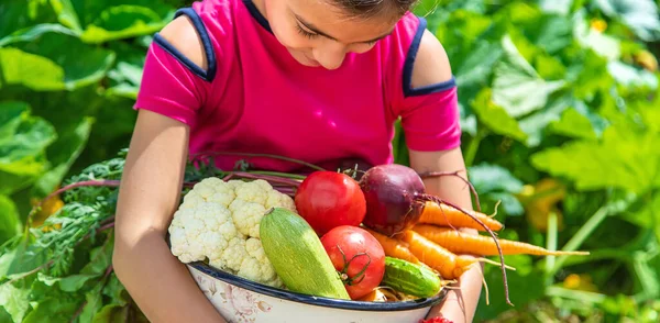 Child Vegetable Garden Selective Focus Kid — Foto de Stock