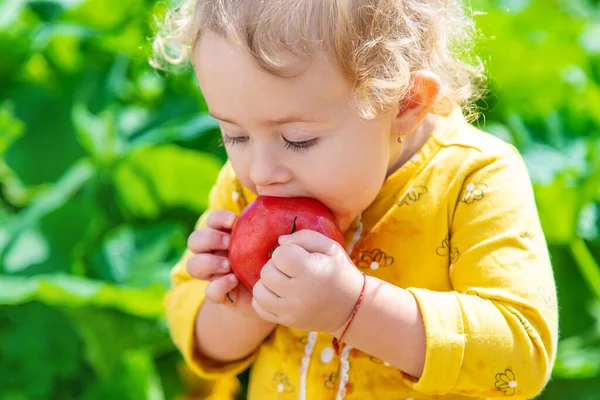 Child Vegetable Garden Selective Focus Kid — Fotografia de Stock