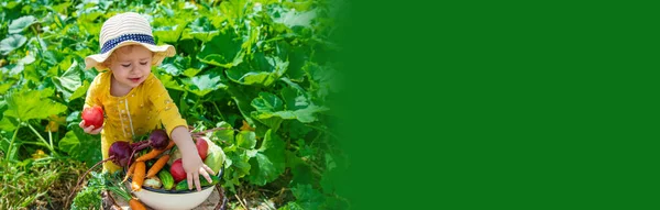 Child Vegetable Garden Selective Focus Kid — Fotografia de Stock