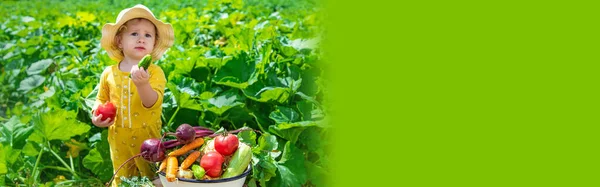 Child Vegetable Garden Selective Focus Kid — Stockfoto