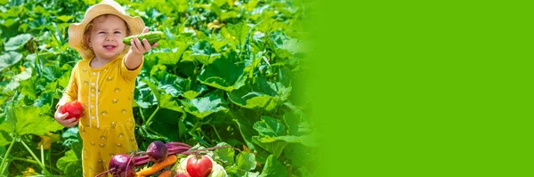 Child Vegetable Garden Selective Focus Kid — Stockfoto