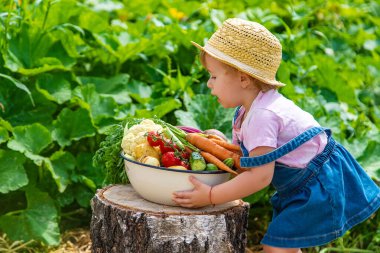 A child with a harvest of vegetables in the garden. Selective focus. Food.
