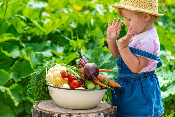 Child Harvest Vegetables Garden Selective Focus Food — 스톡 사진