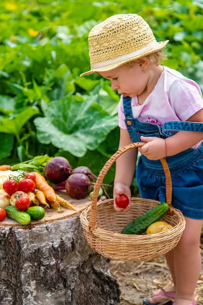 Child Harvest Vegetables Garden Selective Focus Food — Stock Photo, Image