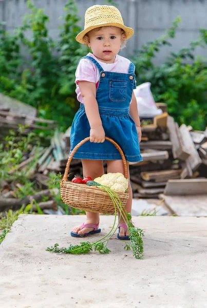 Child Harvest Vegetables Garden Selective Focus Food — Photo