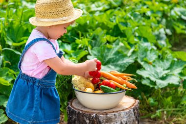 A child with a harvest of vegetables in the garden. Selective focus. Food.