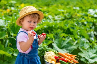 A child with a harvest of vegetables in the garden. Selective focus. Food.