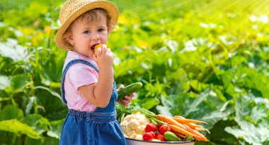 A child with a harvest of vegetables in the garden. Selective focus. Food.