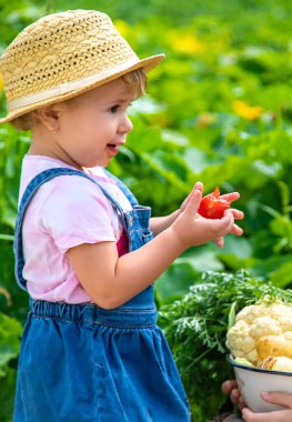 A child with a harvest of vegetables in the garden. Selective focus. Food.