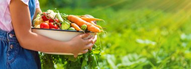 A child with a harvest of vegetables in the garden. Selective focus. Food.