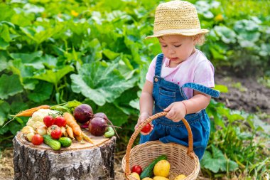 A child with a harvest of vegetables in the garden. Selective focus. Food.