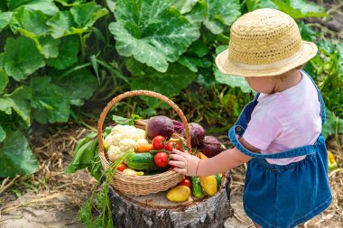 A child with a harvest of vegetables in the garden. Selective focus. Food.