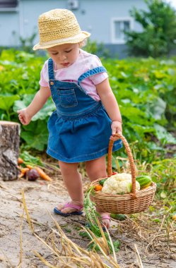 A child with a harvest of vegetables in the garden. Selective focus. Food.
