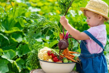 A child with a harvest of vegetables in the garden. Selective focus. Food.