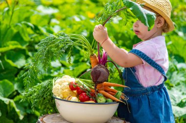 A child with a harvest of vegetables in the garden. Selective focus. Food.