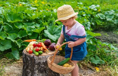 A child with a harvest of vegetables in the garden. Selective focus. Food.
