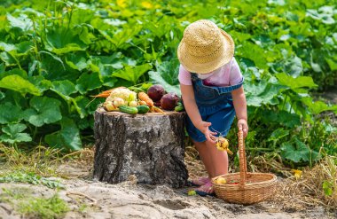 A child with a harvest of vegetables in the garden. Selective focus. Food.
