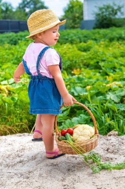 A child with a harvest of vegetables in the garden. Selective focus. Food.