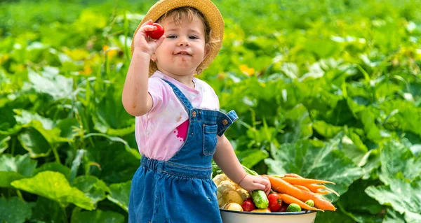 Child Harvest Vegetables Garden Selective Focus Food — Stock Fotó