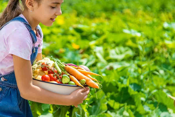Child Harvest Vegetables Garden Selective Focus Food — Stok Foto