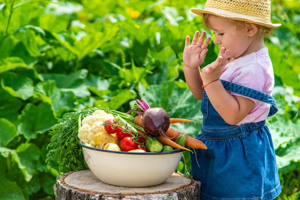 Seorang Anak Dengan Panen Sayuran Kebun Fokus Selektif Makanan — Stok Foto