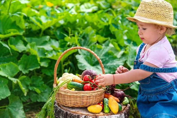 Seorang Anak Dengan Panen Sayuran Kebun Fokus Selektif Makanan — Stok Foto